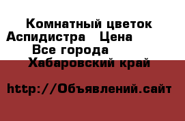 Комнатный цветок Аспидистра › Цена ­ 150 - Все города  »    . Хабаровский край